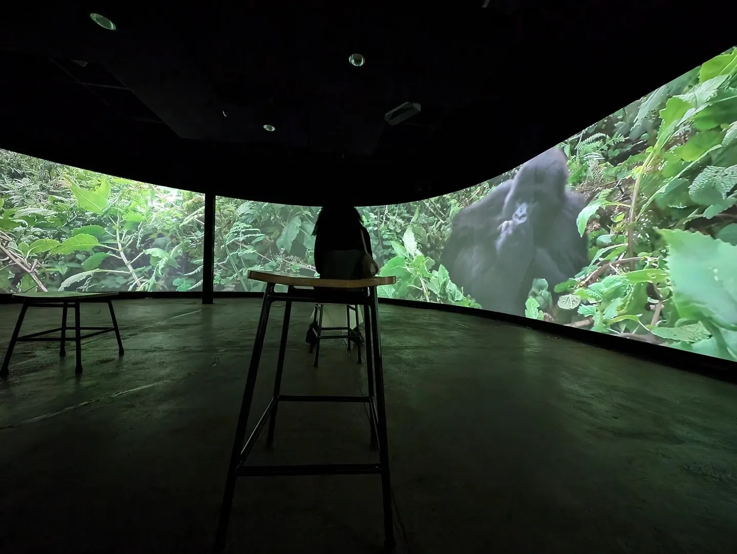 Inside the Dian Fossey Gorilla Fund campus, where the gorillas fill the walls.